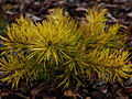Pinus contorta Golden Striker IMG_1519 Sosna wydmowa
